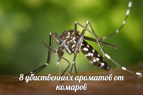 8 убийственных ароматов против комаров 8 убийственных ароматов против комаров
