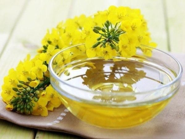 Травы, которые активизируют наш мозг Травы, которые активизируют наш мозг