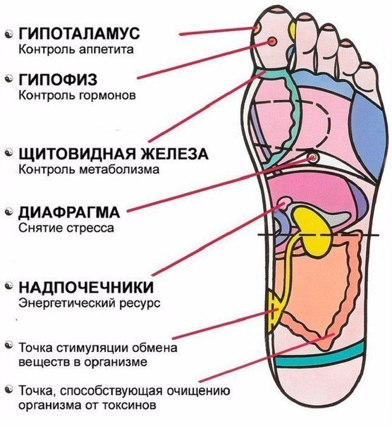 7 активных точек на стопе вернут тебя к жизни за пару минут! 7 активных точек на стопе вернут тебя к жизни за пару минут!